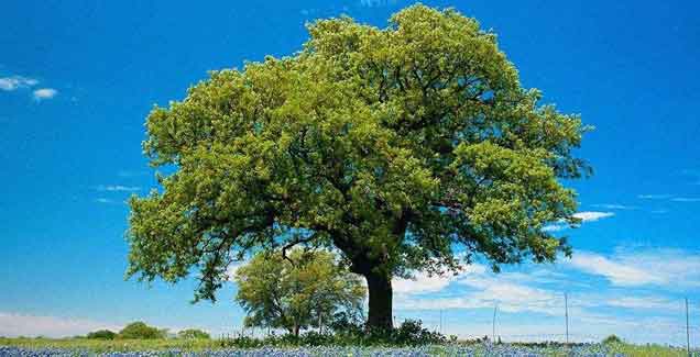 Tree Felling and Garden Services